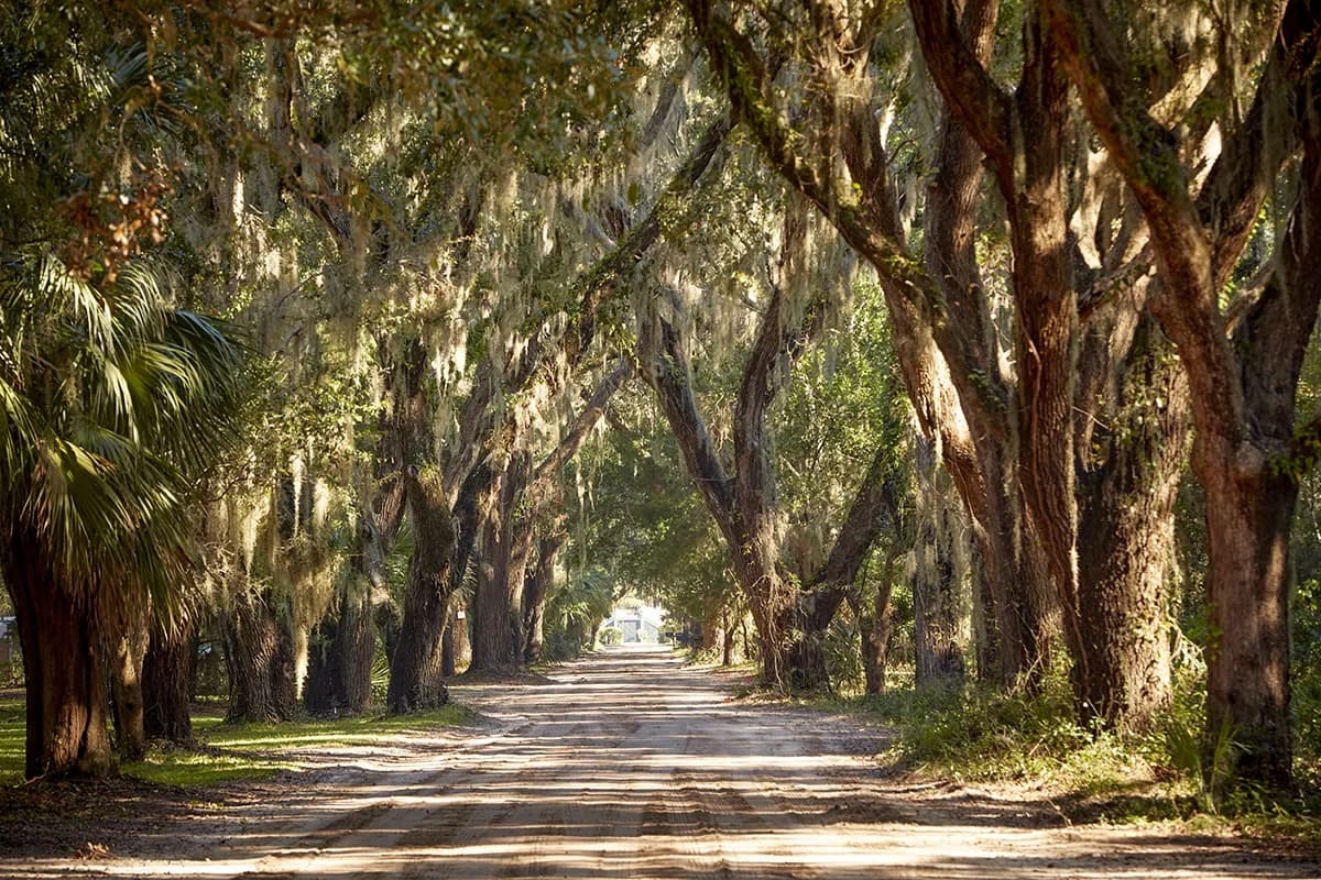 Live oaks along a Lowcountry road